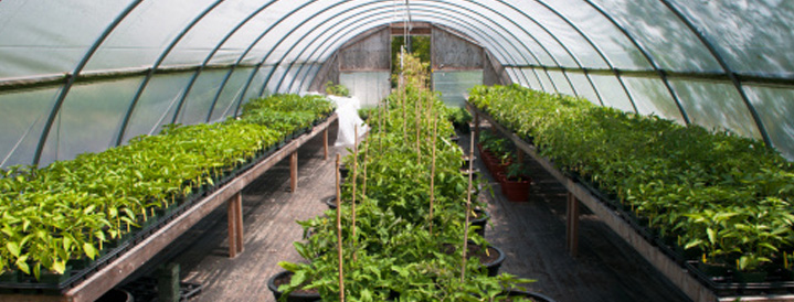 Greenhouse Insurance | Farmer