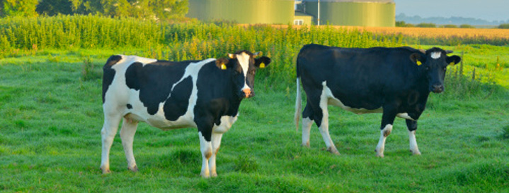 Dairy Cattle Breeding Loan | Farmer