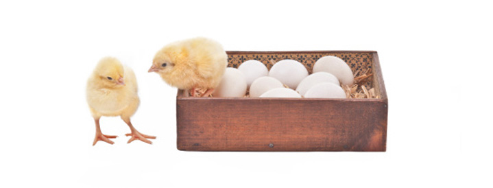 Poultry Husbandry Loan | Farmer