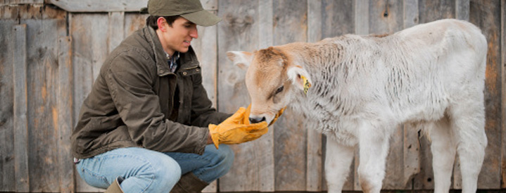 Livestock Insurance | Farmer