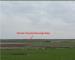 9827 Mardin Derik'de 34.768 m2 Tarla 2